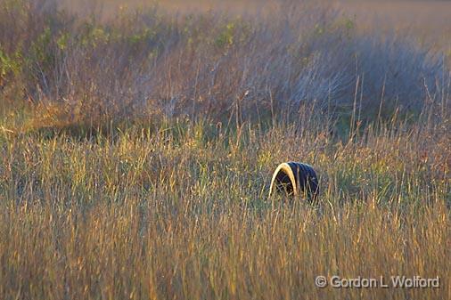 Dead Tread_28489.jpg - Photographed near Port Lavaca, Texas, USA.